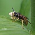 Common Wasp (Vespula vulgaris) blinded by pollinia on Broad leaved Helleborine Alan Prowse